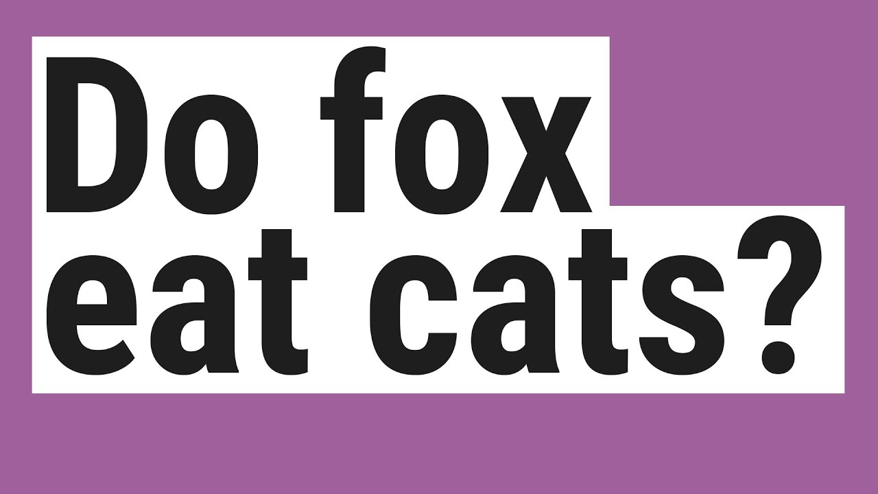Do fox eat cats? YouTube