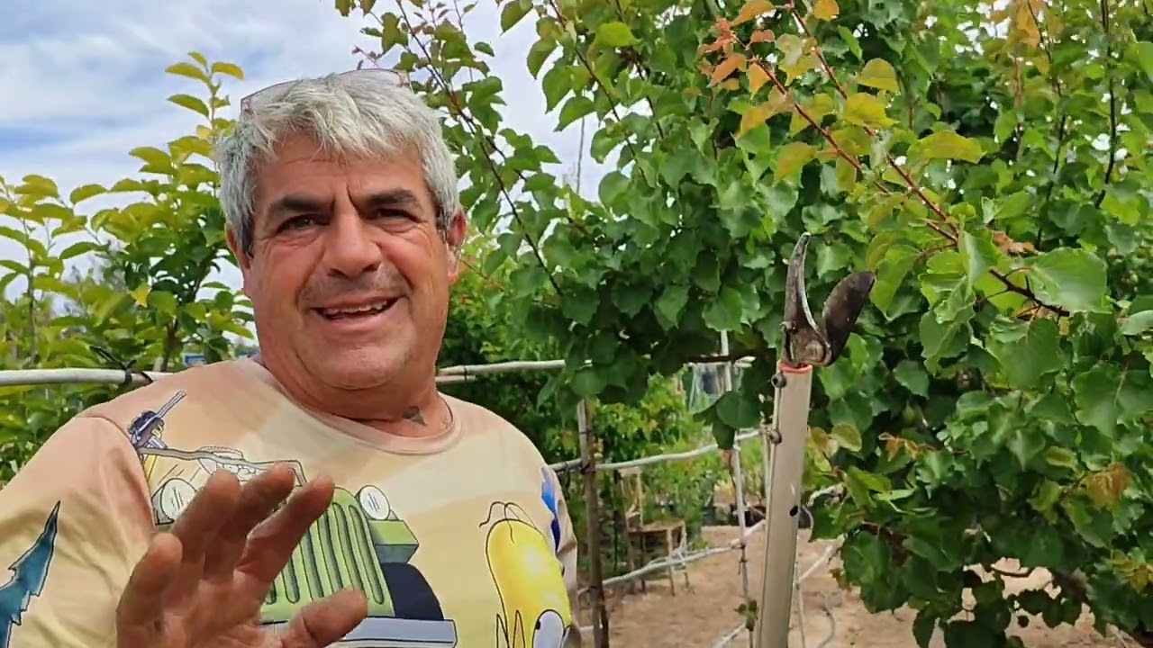 ¿Que poda debo hacer a mí albaricoquero ahora? Como, cuando y porque.