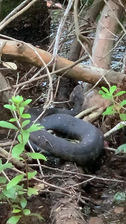 How Big A Boy Are Ya wildlife snake nature poisonousanimals how-big-a-boy-are-ya-wildlife-snake-nature-poisonousanimals