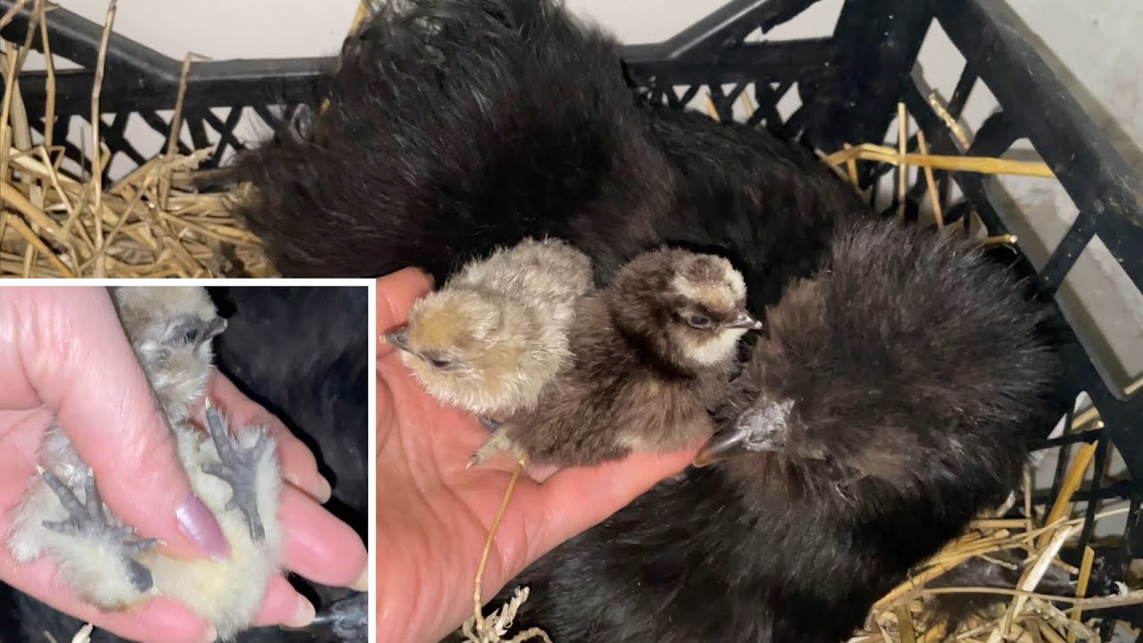 ТАКОГО НЕ ОЖИДАЛА Рискуя Сколько ЦЫПЛЯТ 