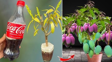 How to grafting mango tree with Coca-Cola drink get 100% fast results | Grow Mango Tree