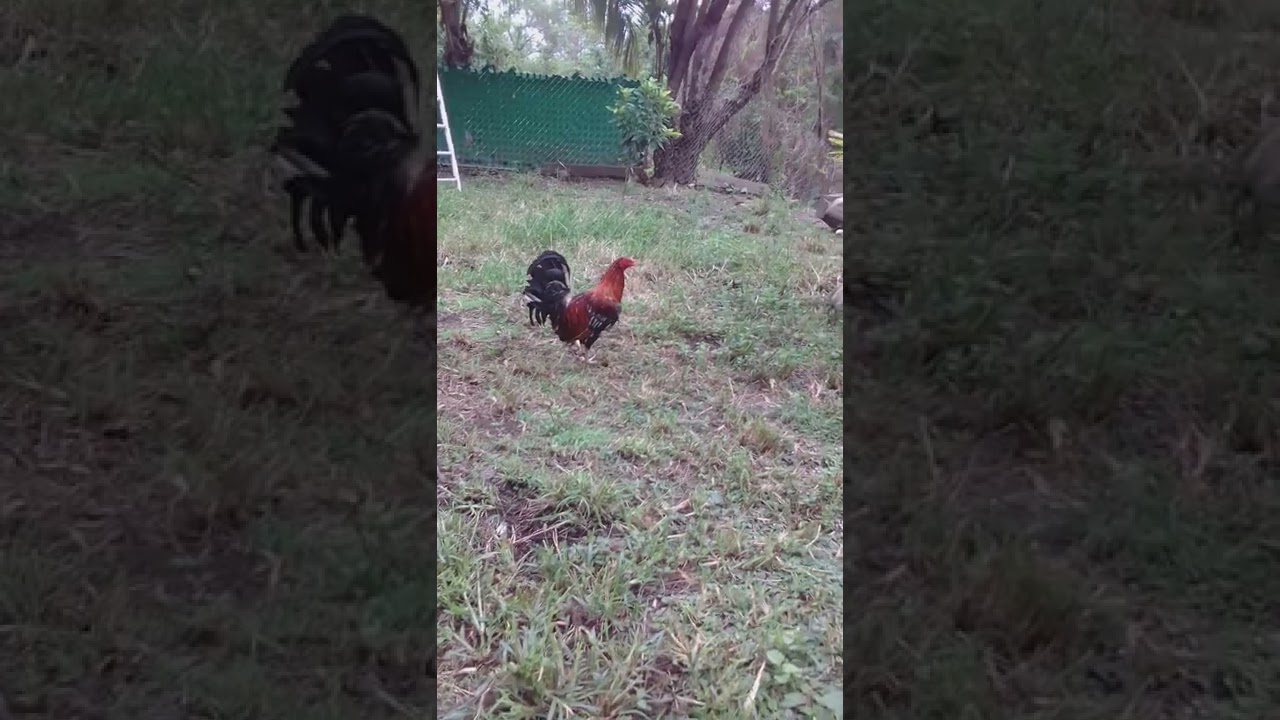 Cruze entre hermanos es malo  o bueno?