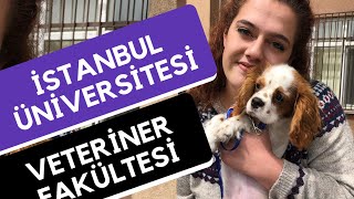 istanbul universitesi veteriner fakultesi veterinerlik hangi universite hangi bolum youtube