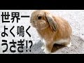 世界一、よく、鳴くうさぎ!!ご立腹集 (チャップ・ダンダンウー) The rabbit which cries much best