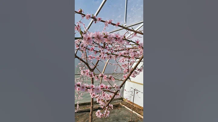 Peaches Inside the Greenhouse - DayDayNews