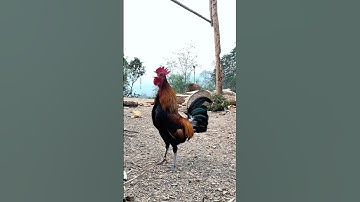 Tiếng gà rừng Mồi gáy Hay NHẤT 2025 #tiếnggàrừng #chicken #suabqaibqus