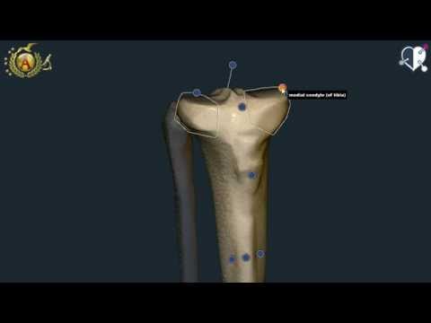 Video: Quale osso è scheggiato o schiacciato?