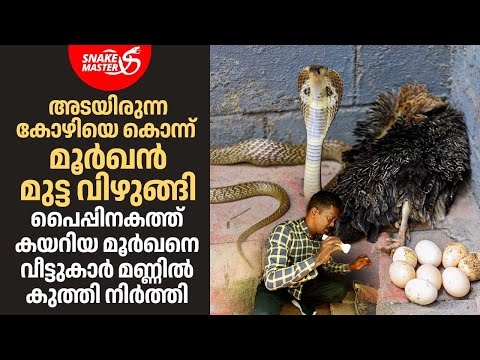കോഴിയെ കൊന്ന് മൂർഖൻ മുട്ട വിഴുങ്ങി, വീട്ടുകാർ മണ്ണിൽ കുത്തി നിർത്തി | Vava Suresh | Snakemaster 1130