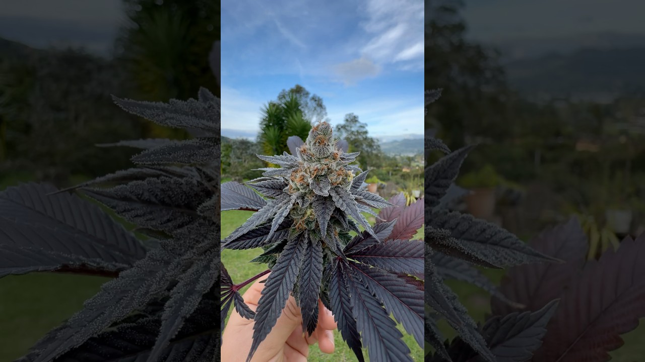 Guelah Papaya by SHWALE grown indoors in the 