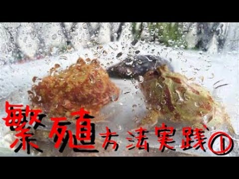 ツノガエルのける流繁殖方法 Youtube