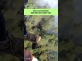 Pożar lasu na Roztoczu. Śmigłowiec Black Hawk w akcji #shorts