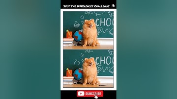Can You Spot The Differences Between The Two Images of Dog?                       #findthedifference