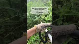 Belajar Dari Gulma #kuotes #brushcutter #farming