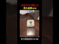 犬をガラス越しに見た結果ｗｗ #short