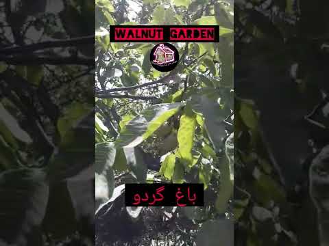   باغ گردو