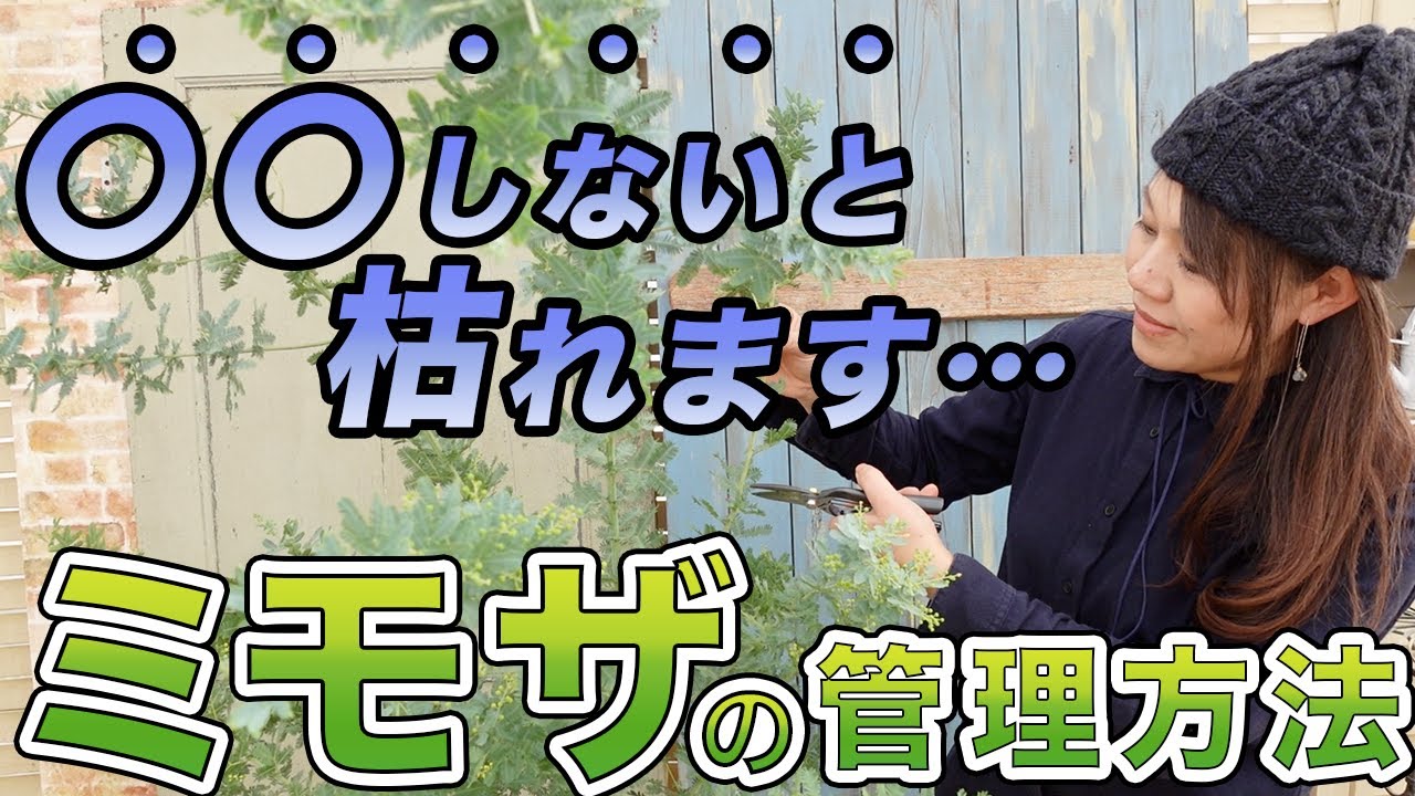 サニベル様フレッシュミモザ枝 A must-see for beginners!] Professionals will teach you how to