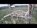 Three Osprey chicks taken at same time by Bald Eagle reg and slo-mo 2020 06 30 07 39 01 619