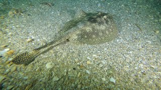 Diving Blue Heron Bridge 6/26/23