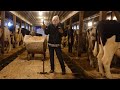 Traditional dairy farming in 45 degree temperatures