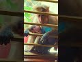 #chowdary03