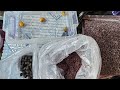 Вынес пельвиков, гуппи и яванский мох. Новые ампулярии.