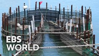 Download Lagu [ENG SUB] 550 Year Old Bamboo Trap Method Catches Premium Anchovies In Korea #PICKDOCU MP3