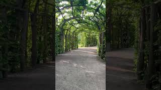 #stillness #nature #travel #zen #deutschland #germany #summer #morning #potsdam