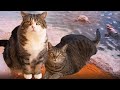 【サプライズ】うみとねこ。-The sea and Maru&Hana.-