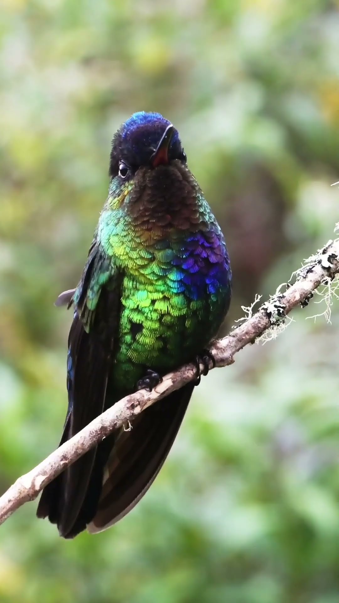 Life Lessons from Birds   Part 4 #shorts  #lifelessons #birds #wisdom #personalgrowth #patience