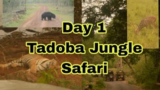 Tadoba Jungle Safari | Sloth bear in Buffer | Tigress in Core | Hindi vlog|