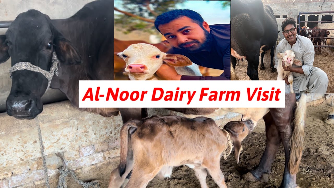 Today visit Al-Noor Dairy Farm😍 - YouTube