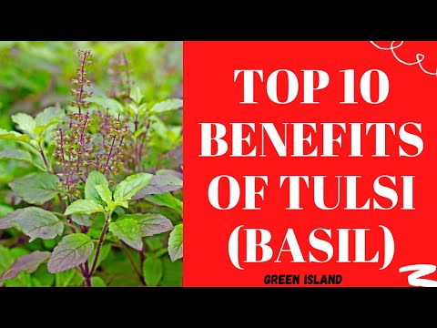 Video: 10 Erstaunliche Gesundheitliche Vorteile Von Tulsi Green Tea