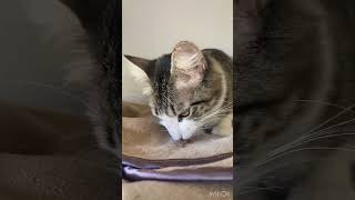 #asmr #cats #crunchy Treats! SO Cute!!