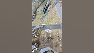 Rigging tops #raw #arborist #treework #tree #rigging