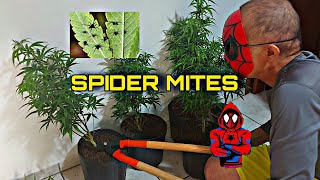 END OF THIS INDOOR GROW, PLANTS INFESTED WITH SPIDER MITES