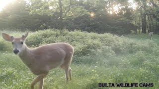 Who’s Visiting Our Wildlife Cams This Week? | Velvet Bucks, Daytime Deer & Turkey Sightings
