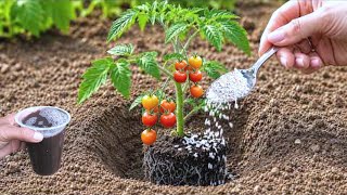 Don't Throw Away Eggshells! An Old Gardener's Secret to a Bountiful Harvest