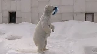 ホッキョクグマ ララ くぼみで昼寝~Polar Bear 
