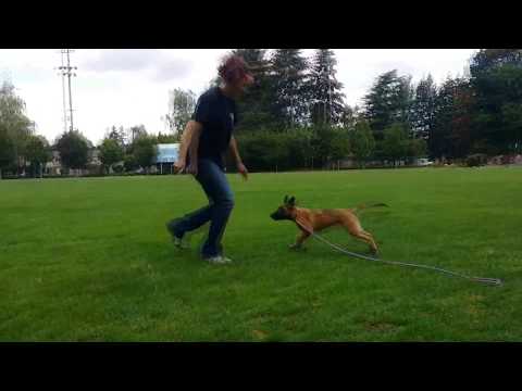 klug k9 training