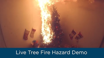 Live Tree Fire Hazard Demo