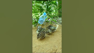 New Building Unique Bird Trap With Primitive Technique #shortsviral #shortvideo #youtube
