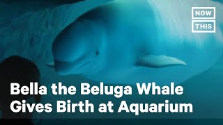 Bella the Beluga Whale Gives Birth | NowThis