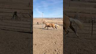 Gemini showing off his moves! 😍 #horse #horses #horsebackriding #palomino #horselover