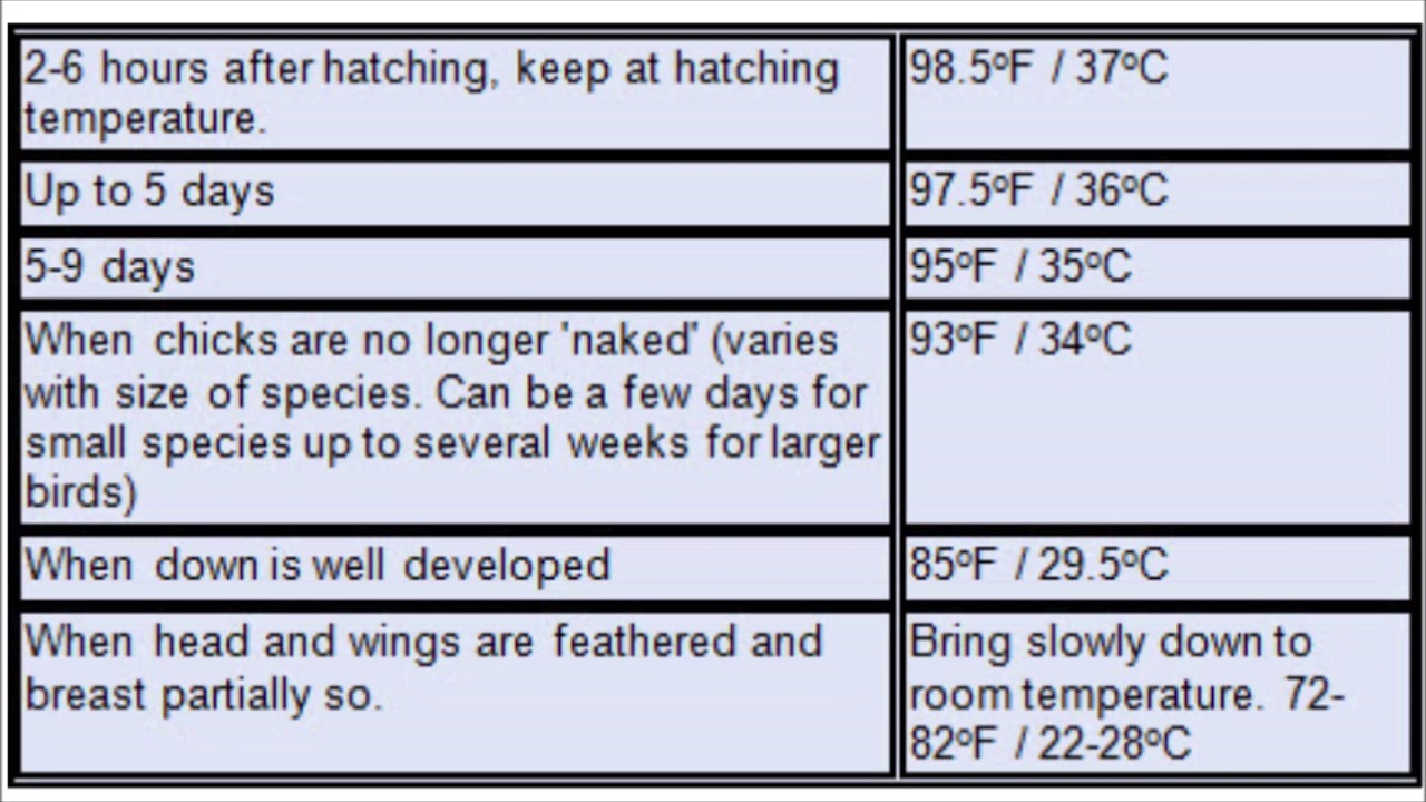 Chicks And Temps Chart YouTube