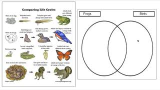 Life Cycle Venn Diagram