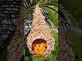 Beautiful Nest at Home | Homemade bird house Waste Paper Husks recycle