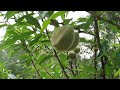 QUANTA FARTURA! Vai ter muita fruta no sítio do seu Zé - FAMÍLIA FRELLO, SERRA DA MANTIQUEIRA