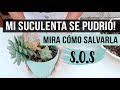 ¿Cómo salvar una suculenta podrida? Paso a paso fácil y efectivo