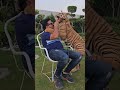 Bengal tiger wants to bite on my head  nouman hassan 