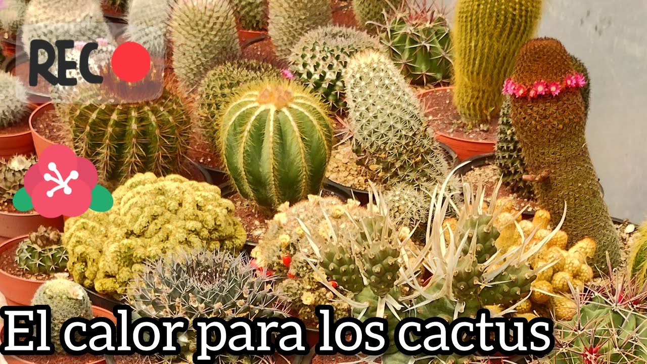 Época de calor y los cactus, consejos e información.🌵🙂🐢